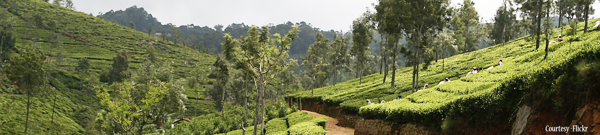 Tea plant