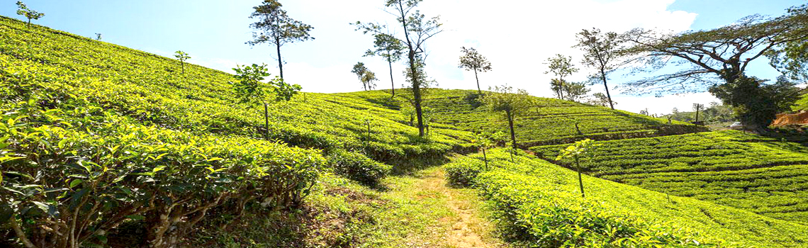 Tea Plantations Wayanad