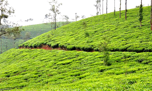 Tea Plantations Wayanad