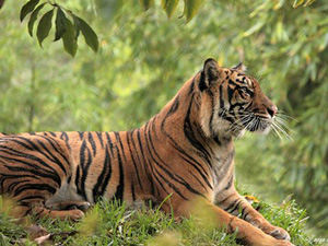 Tiger Reserve