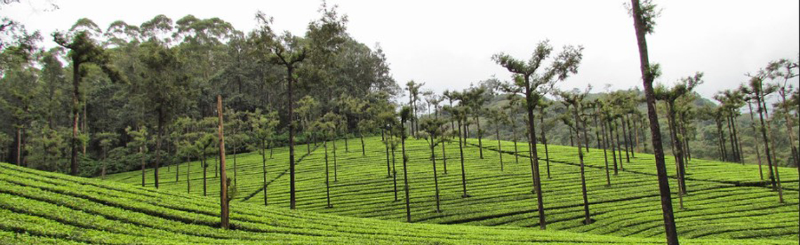 Valparai