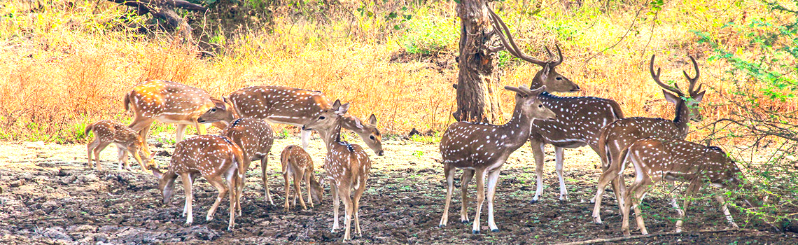 Vansda National Park