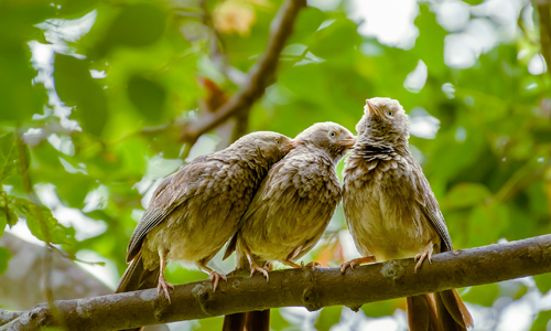 Vedanthangal Bird Sanctuary