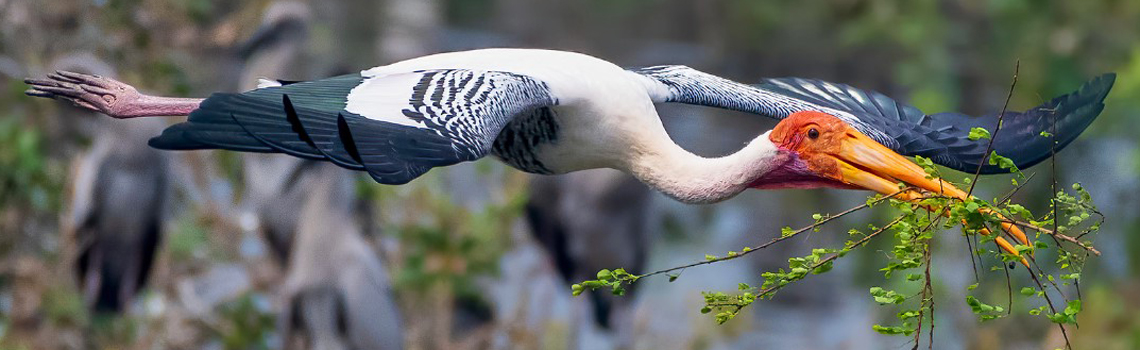 Vedanthangal Bird Sanctuary