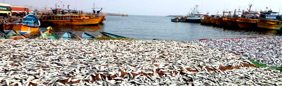 Vizag Fishing Harbour