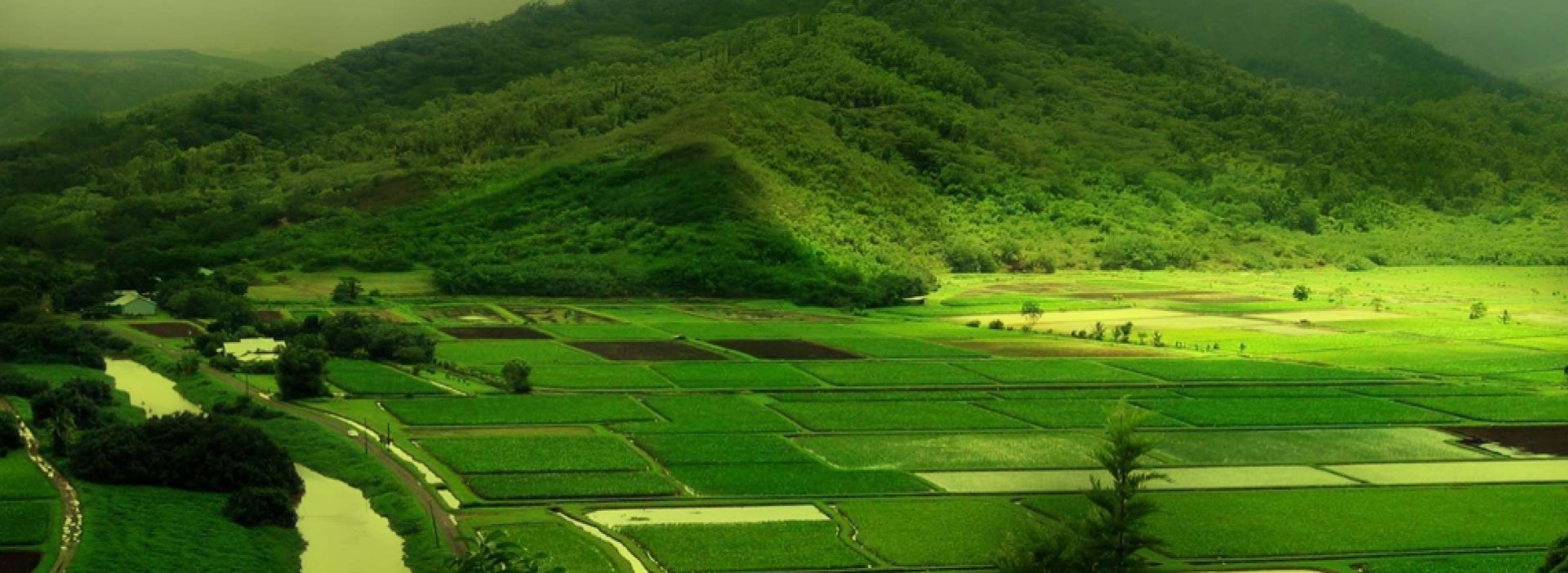 Wayanad