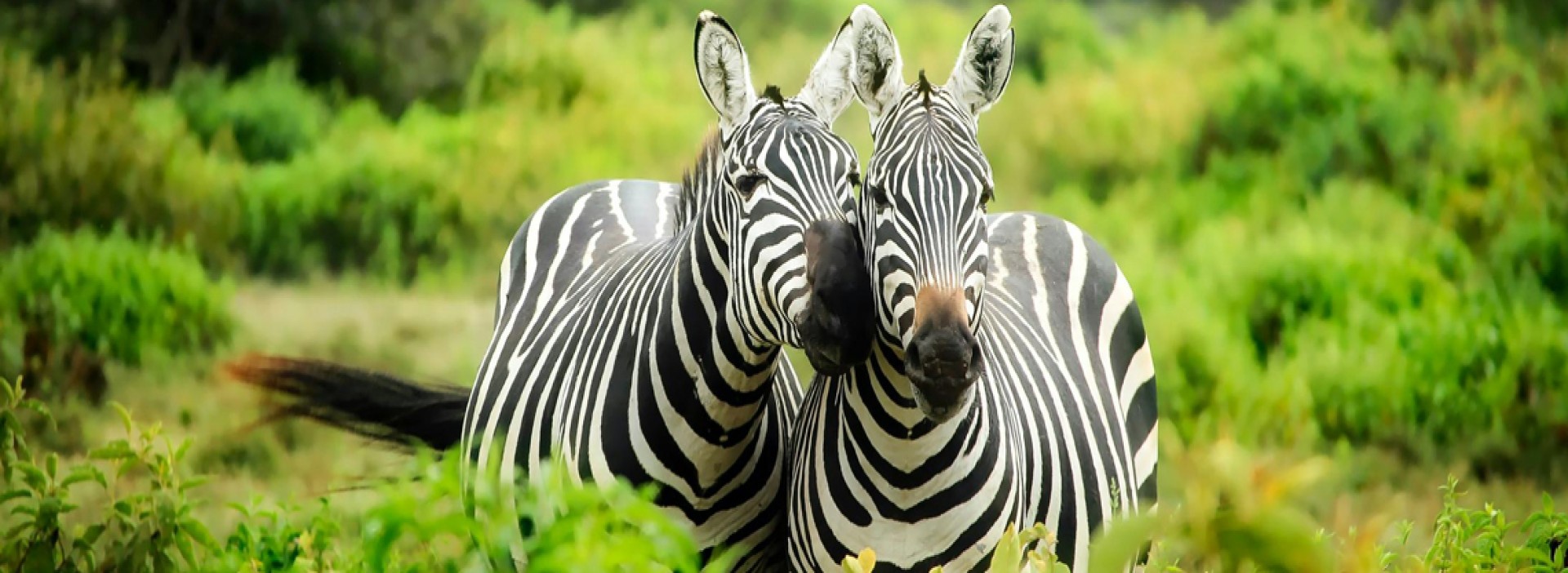 wildlife